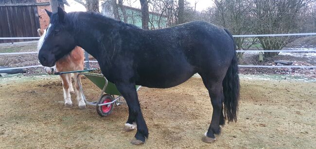 Noriker x Friesen Stute, Katrin, Horses For Sale, Strengberg