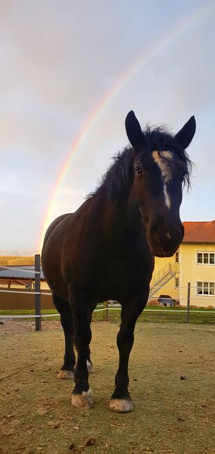 Noriker x Friesen Stute, Katrin, Horses For Sale, Strengberg, Image 2