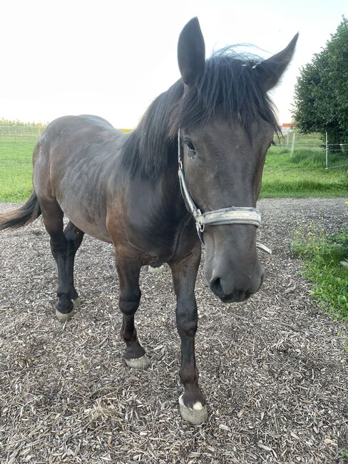 Noriker Jährling, Steffi, Horses For Sale, Langerringen, Image 3