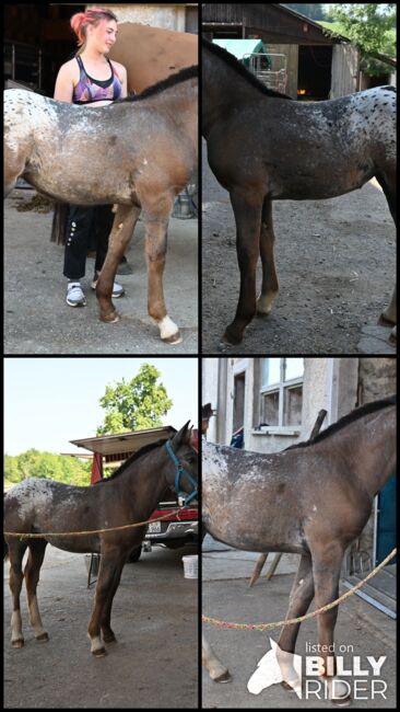 Noriker Schwarzflecktieger Stute Fohlen, Manuela KUBNY , Horses For Sale, Küßnach , Image 9