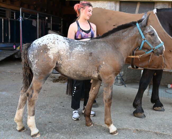 Noriker Schwarzflecktieger Stute Fohlen, Manuela KUBNY , Horses For Sale, Küßnach 