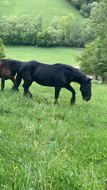 Noriker Rappe, Angy Grabenhofer, Horses For Sale, Dreihütten, Image 4