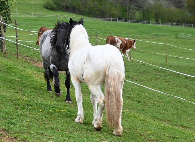 Noriker Rappscheck Stut 3j. alt, Manuela KUBNY , Horses For Sale, Küßnach , Image 2