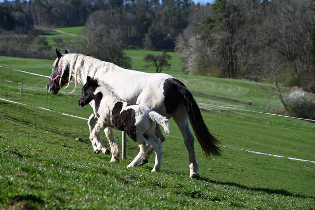 Noriker Rappscheck Stute Fohlen, Manuela KUBNY , Horses For Sale, Klettgau-Bühl , Image 3