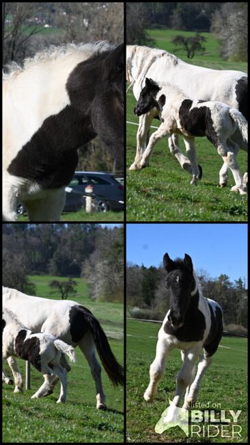 Noriker Rappscheck Stute Fohlen, Manuela KUBNY , Horses For Sale, Klettgau-Bühl , Image 6