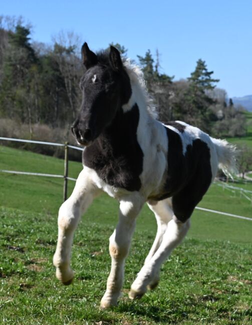Noriker Rappscheck Stute Fohlen, Manuela KUBNY , Horses For Sale, Klettgau-Bühl , Image 5