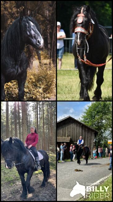 Noriker Rappe Hengst, Steffi, Horses For Sale, Kötzting, Image 5