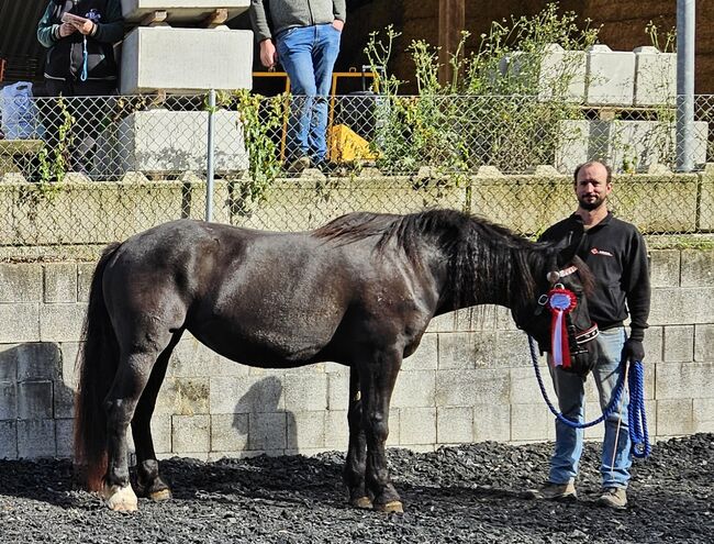 Noriker Rappstute 4 Jahre alt, Manuela KUBNY , Horses For Sale, Küßnach , Image 5