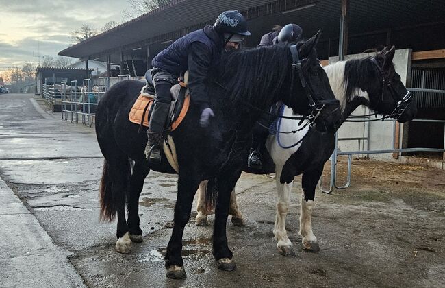 Noriker Rappstute 4 Jahre alt, Manuela KUBNY , Horses For Sale, Küßnach 