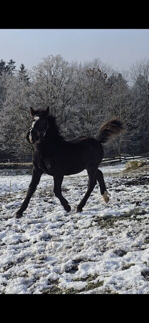 Norikerfohlen geb. 15.05.25, Nadja , Pferd kaufen, Schwarzenberg am Böhmerwald 