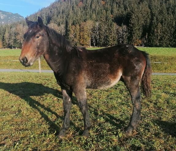 Norikerhengstfohlen, Bernhard Schwaiger, Pferd kaufen, Waidring 