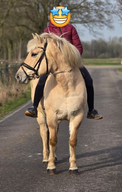 Norweger Stute Freizeitpferd, Koko, Horses For Sale, Mönchengladbach