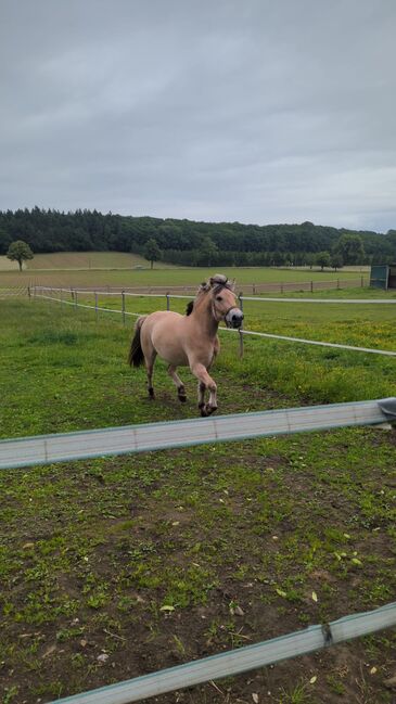 Norweger Wallach zu verkaufen, Simone Placke, Horses For Sale, Wallenhorst, Image 3