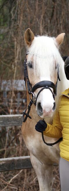 Notting‘s Naseweis, Stefanie  Haring, Horses For Sale, Kapfenberg 