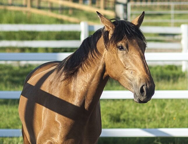 Nova GE - PRE Pura Raza Espanola, Stute, 3,5 Jahre, Buckskin (Falbe), WOW Pferd  (WOW Pferd), Konie na sprzedaż, Bayern - Attenkirchen
