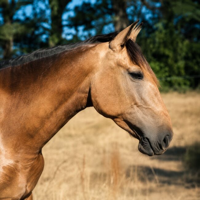 Nova GE - PRE Pura Raza Espanola, Stute, 3,5 Jahre, Buckskin (Falbe), WOW Pferd  (WOW Pferd), Pferd kaufen, Bayern - Attenkirchen