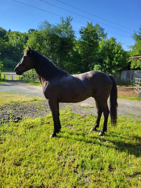 Neuer Preis zum Winter, Rothmann Romana , Konie na sprzedaż, Heiligenkreuz Im Lafnitztal 