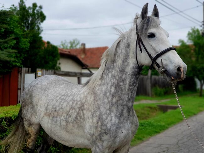 Csuti neues zu Hause, Nagy Horses , Konie na sprzedaż, Mezőberény , Image 3