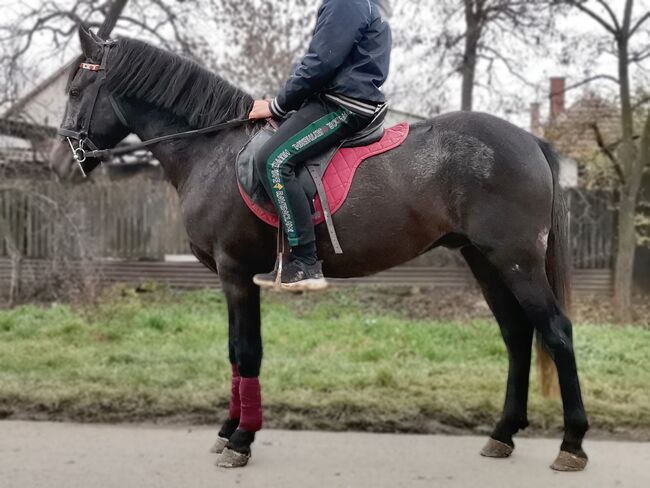 Neues zu Hause, Nagy Horses , Konie na sprzedaż, Mezőberény 