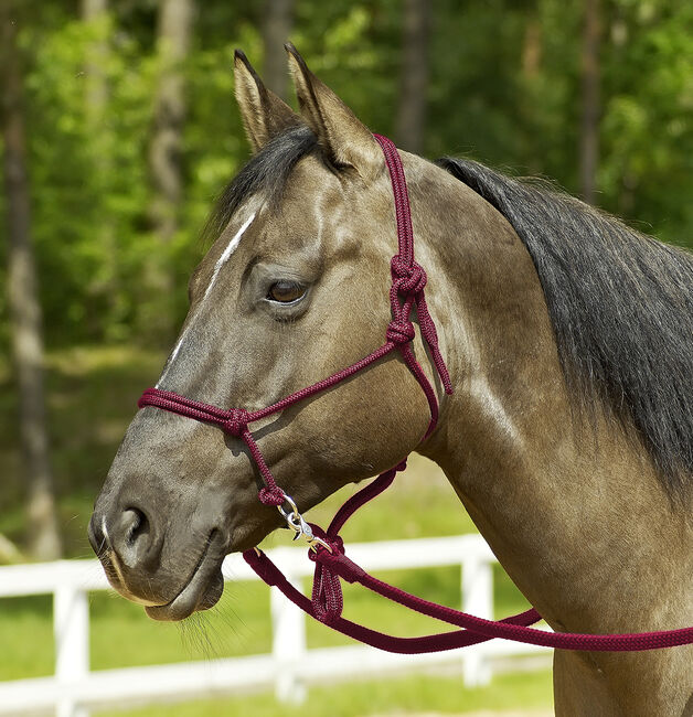 neue Knotenhalfter mit RINGE 2 Stück als Set WB/KB, Moni, Kantary, Attenkirchen