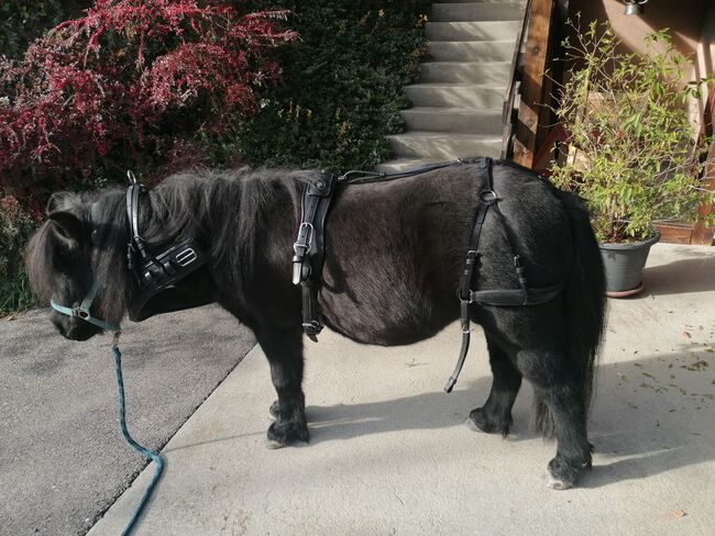 Neues Einspänner für Shetty nur zur Anprobe am Pony, Dane, Uprząż dla powozy konne, Escholzmatt