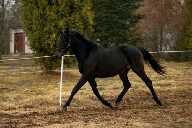 NESWICH LEON, Georgina, Konie na sprzedaż, Mezötur