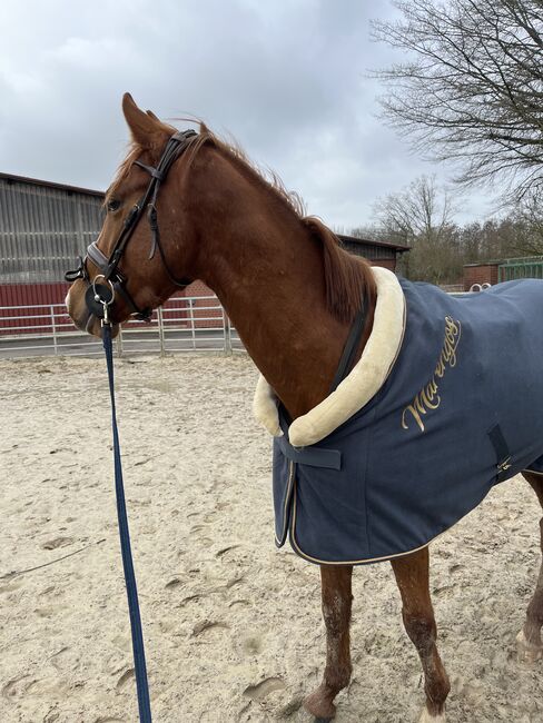 NRPS Wallach 4 jährig, Lea Zubel, Horses For Sale, Dülmen
