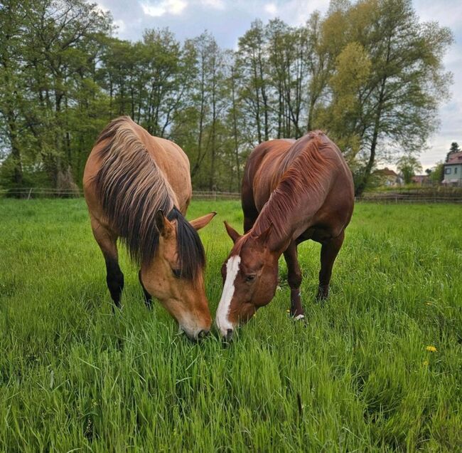 Nur noch 1 Offenstallplatz frei reine Wallachgruppe, Offenstall, Jule, Stallplätze, Petershagen 