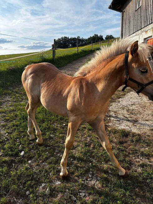 Nuri Haflinger, Helena Henninger, Horses For Sale, Steyregg, Image 3