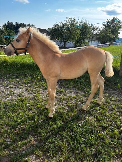 Nuri Haflinger, Helena Henninger, Horses For Sale, Steyregg, Image 2