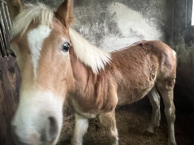 Nuri Haflinger, Helena Henninger, Konie na sprzedaż, Steyregg, Image 6