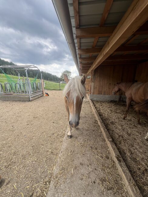 Nuri Haflinger, Helena Henninger, Pferd kaufen, Steyregg, Abbildung 6