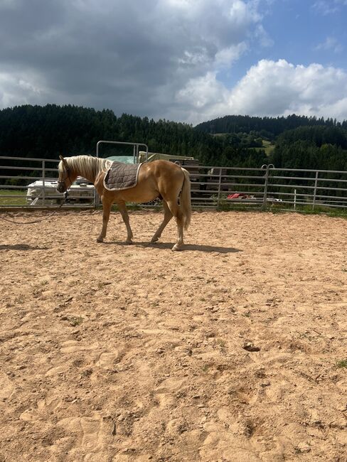Nuri Haflinger, Helena Henninger, Pferd kaufen, Steyregg, Abbildung 2