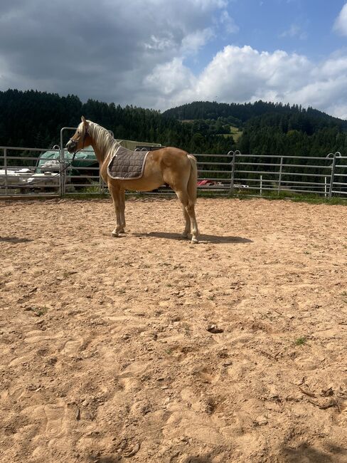 Nuri Haflinger, Helena Henninger, Pferd kaufen, Steyregg, Abbildung 3