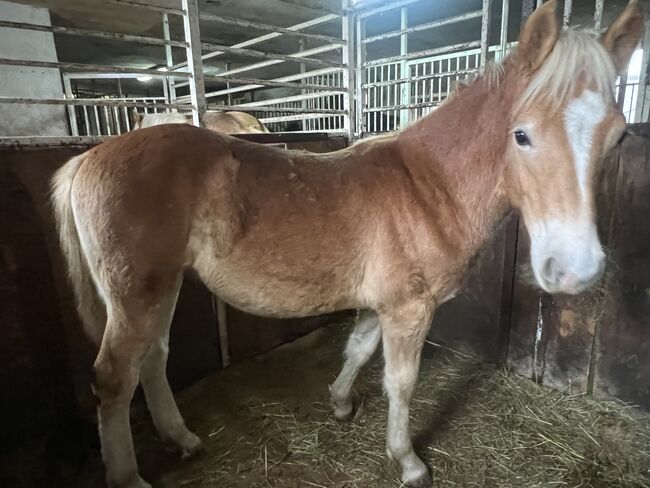 Nuri Haflinger, Helena Henninger, Pferd kaufen, Steyregg, Abbildung 6