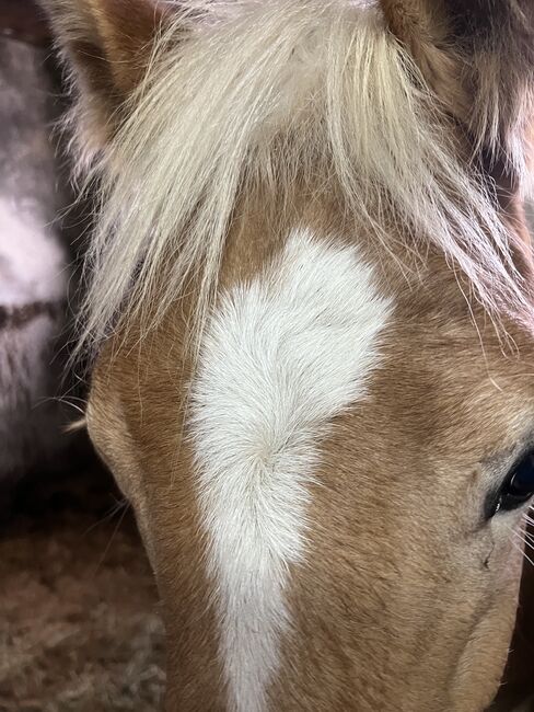 Nuri Haflinger, Helena Henninger, Pferd kaufen, Steyregg, Abbildung 3