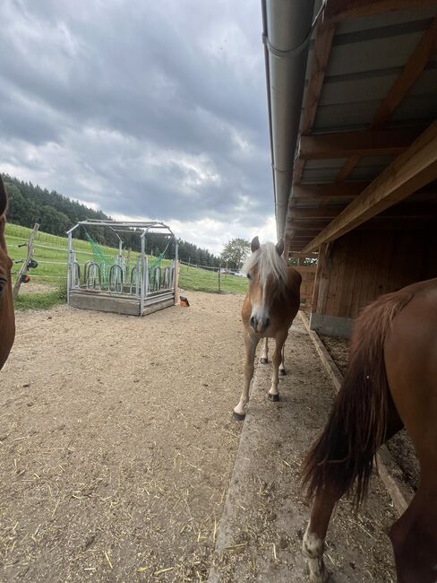 Nuri Haflinger, Helena Henninger, Pferd kaufen, Steyregg