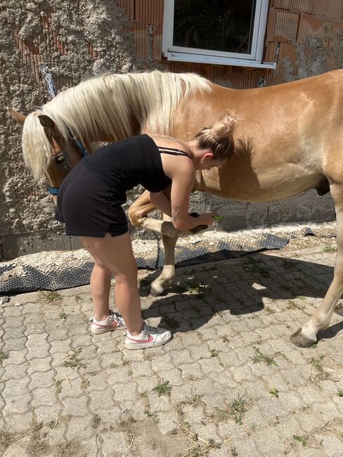 Nuri Haflinger, Helena Henninger, Pferd kaufen, Steyregg, Abbildung 5