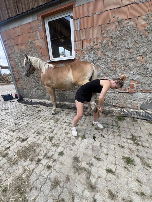 Nuri Haflinger, Helena Henninger, Pferd kaufen, Steyregg, Abbildung 4