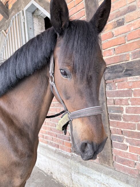 Pflegebeteiligung gesucht, Jana, Horse Sharing, Oelde