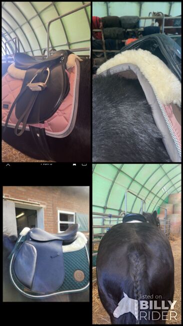 Neuer Vs Sattel German Riding 17,5 Zoll, German Riding, Privat, All Purpose Saddle, Wurzen, Image 5