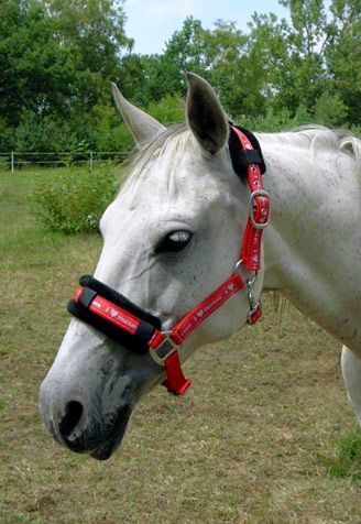 Nylon-Halfter mit Applikationen "I Love-Horses" Größe Cop, Halfter, Una (Horse-design), Halters, Rot am See, Image 2