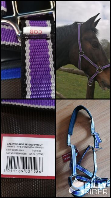 Neues Halfter, Calevo, Daniela , Halters, Westerstede, Image 6