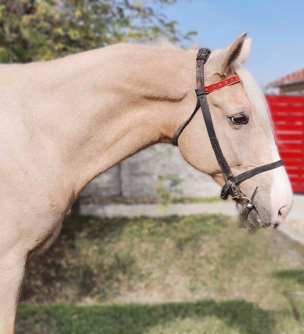 Neues Zuhause, Nagy Horses , Horses For Sale, Mezőberény , Image 4