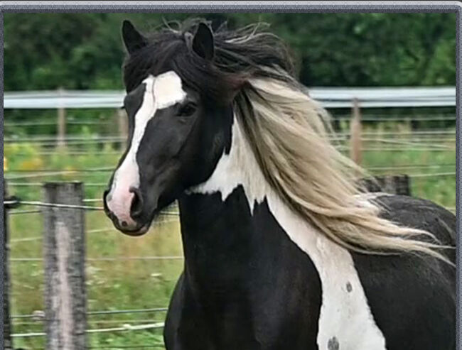 Vielversprechende Isistute, Julia , Konie na sprzedaż, Wöllersdorf 