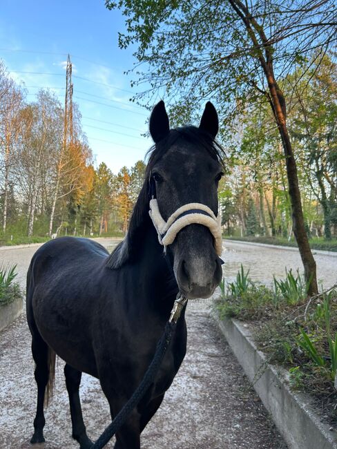 Vielversprechendes Sportpony in Sonderlackierung, Zoe Hackenberg, Konie na sprzedaż, Wien, Floridsdorf, Image 8