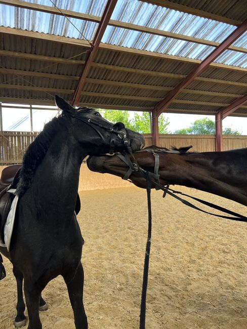 Vielversprechendes Sportpony in Sonderlackierung, Zoe Hackenberg, Konie na sprzedaż, Wien, Floridsdorf, Image 6