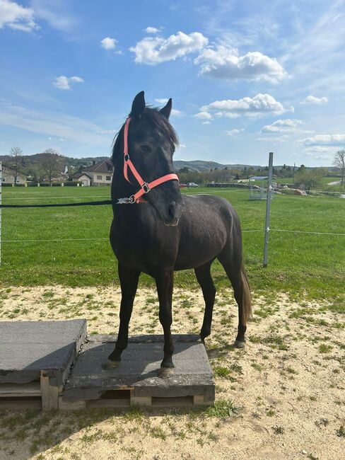 Vielversprechendes Sportpony in Sonderlackierung, Zoe Hackenberg, Konie na sprzedaż, Wien, Floridsdorf, Image 4