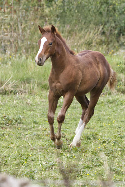 Vielversprechender QH Youngster aus 2025 - Goldrichtig für Sport, Zucht & Freizeit, Kerstin Rehbehn (Pferdemarketing Ost), Konie na sprzedaż, Nienburg, Image 9