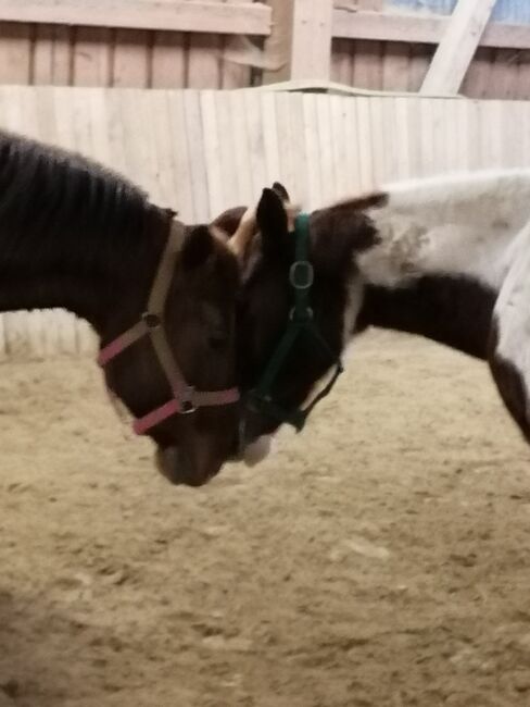 Reitbeteidigung gern auch körperlich beeinträchtigte, Sunbeam Ranch! , Horse Sharing
, Kaufbeuren 